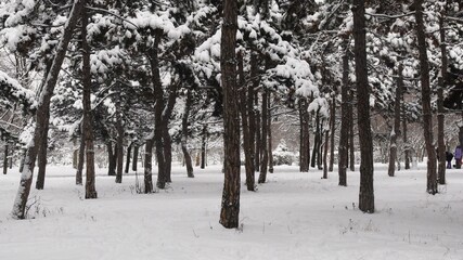 Winter background. Tranquil landscape with falling snow between pine trees during snowfall in winter dense woods in cold weather. Snow covered tree branches in parkland