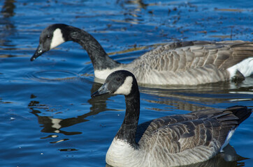 Canada Geese in Blue Waters
