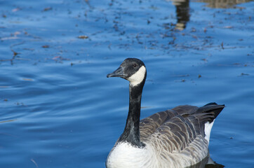 Canada Goose in Blue Waters