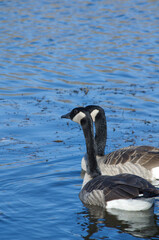Canada Geese in Blue Waters