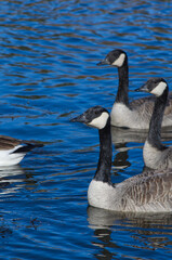 Obraz premium Canada Geese in Blue Waters