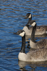 Canada Geese in Blue Waters