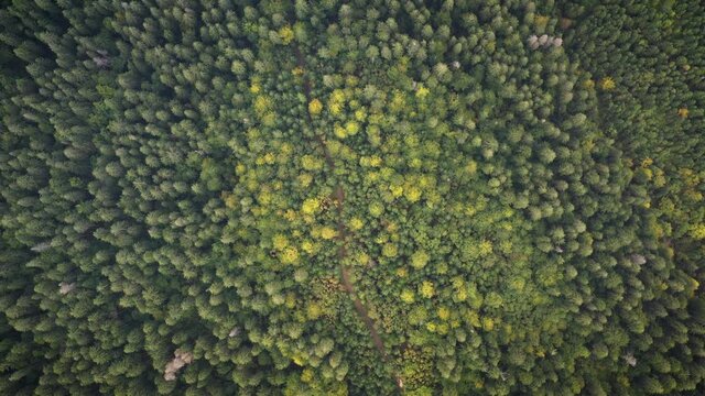 Aerial view of wild Lake Synevir in Carpathian Mountains in Ukraine. Foggy lake in summer autumn forest. UHD 4k video