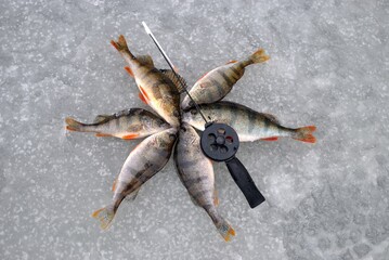 Winter fishing on the river, roach and perch fishing. 