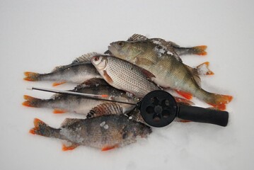 Winter fishing on the river, roach and perch fishing. 