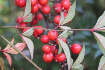 Obraz premium red fruits of Heavenly Bamboo on a branch in autumn