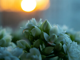 White flower Kalanchoe blosfeldiana at sunset.