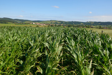 A corn plantation under a clear sky