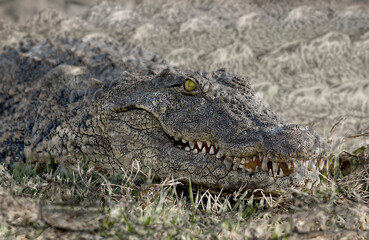 Fototapeta premium Africa, Botswana, Chobe National Park. Close-up montage of crocodile.