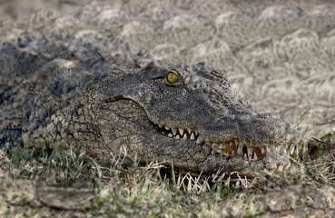 Africa, Botswana, Chobe National Park. Close-up montage of crocodile.
