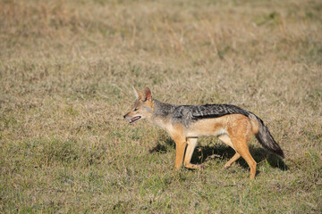 Naklejka na ściany i meble Africa, Kenya, Ol Pejeta Conservancy. Lone adult Black-backed jackal, aka Silver-backed.