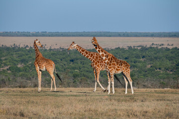Naklejka na ściany i meble Africa, Kenya, Ol Pejeta Conservancy. Reticulated giraffe Endangered species.