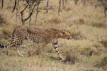 Africa, Kenya, Laikipia Plateau, Ol Pejeta Conservancy. Male Cheetah, endangered species.