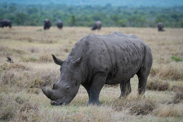 Obraz premium Africa, Kenya, Ol Pejeta. Southern white rhinoceros (Ceratotherium simum simum) near threatened species.