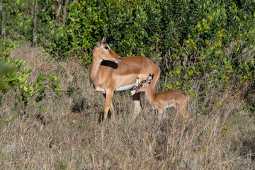 Naklejka na ściany i meble Africa, Kenya, Ol Pejeta Conservancy. Mother Impala with newborn.