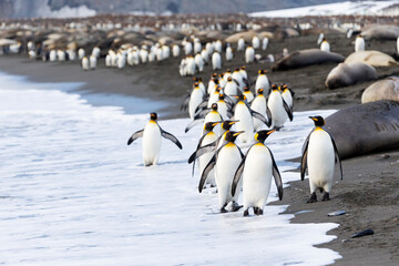Fototapeta premium Southern Ocean, South Georgia. A large group of king penguins walk at the edge of the water avoiding the elephant seals.