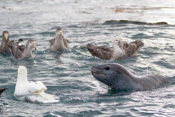 Fototapeta premium Southern Ocean, South Georgia, leopard seal. northern giant petrel. A group of giant petrels stay around a leopard seal hoping for remains from its kill.