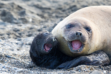 Southern Ocean, South Georgia. A portrait if a newborn elephant seal pup with its mother where both are vocalizing as a part of bonding.