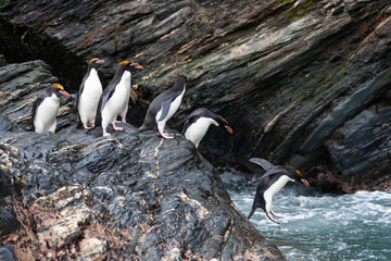 Southern Ocean, South Georgia, Cooper Bay. Macaroni penguins stand on a rocky outcrop before...