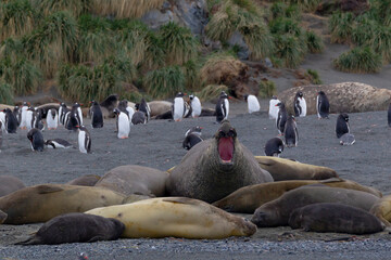 Southern Ocean, South Georgia, Cooper Bay, southern elephant seal, gentoo penguin. An elephant seal...