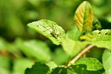 Young locust sits on a leaf of a plant.