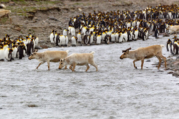 Southern Ocean, South Georgia, St. Andrew's Bay, reindeer, Rangifer tarandus. An introduced species that have since been eradicated, move through the penguin colony.