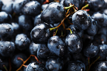 Ripe black grapes with water drops close-up on the fruits.