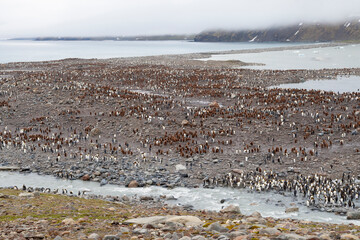 Southern Ocean, South Georgia, St. Andrew's Bay. View of a sparsely populated colony after a big...