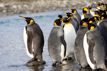 Southern Ocean, South Georgia, Salisbury Plain. King penguins stand in a group with their feet in the water to keep cool.