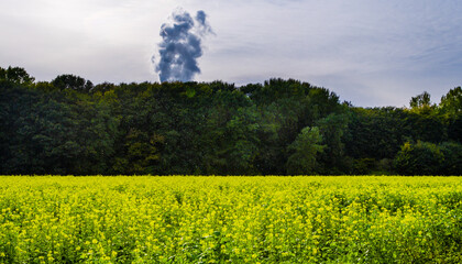field of rapeseed