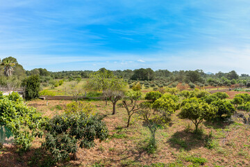 Fototapeta premium Field with Mediterranean trees and blue sky