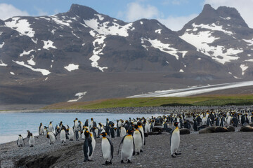 Obraz premium Southern Ocean, South Georgia, St. Andrew's Bay. Mountains rise above St. Andrew's Bay and the penguin rookery.