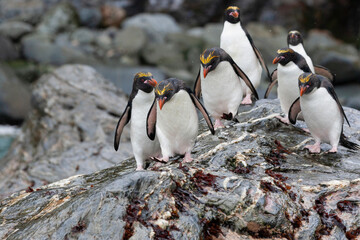 Southern Ocean, South Georgia, Cooper Bay, macaroni penguin. A group of macaroni penguins moves...
