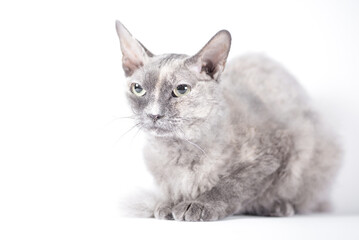 portrait of a silver cat of the Sphynx Brush breed on a white background