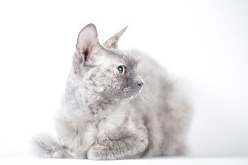 portrait of a silver cat of the Sphynx Brush breed on a white background
