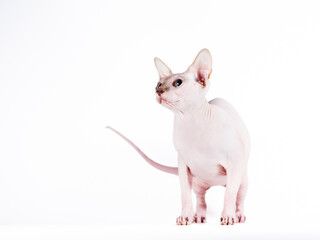 portrait of a silver cat of the Sphynx Brush breed on a white background