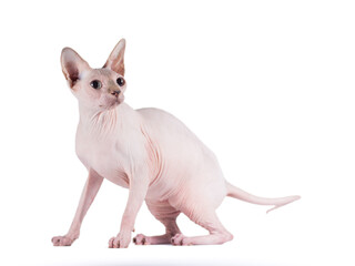 portrait of a silver cat of the Sphynx Brush breed on a white background