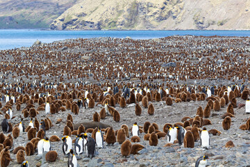 Southern Ocean, South Georgia. An overview of the colony at St. Andrew's bay with fewer penguins than usual.