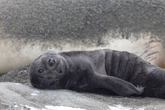ゾウアザラシ属 画像 参照 11,360 Stock 写真、ベクターおよびビデオ Adobe Stock