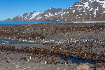 Southern Ocean, South Georgia, St. Andrew's Bay. Overview of the king penguin colony at St. Andrew's Bay.
