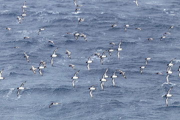 Southern Ocean, South Georgia, cape petrel or pintado, Daption capense. Flocks of cape petrels follow the ship off the coast of South Georgia.