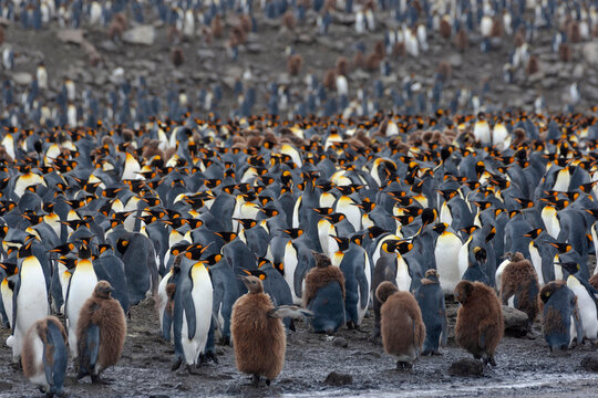 Southern Ocean, South Georgia, St. Andrew's Bay. The Rookery Is Crowded With Adults And A Few Chicks.