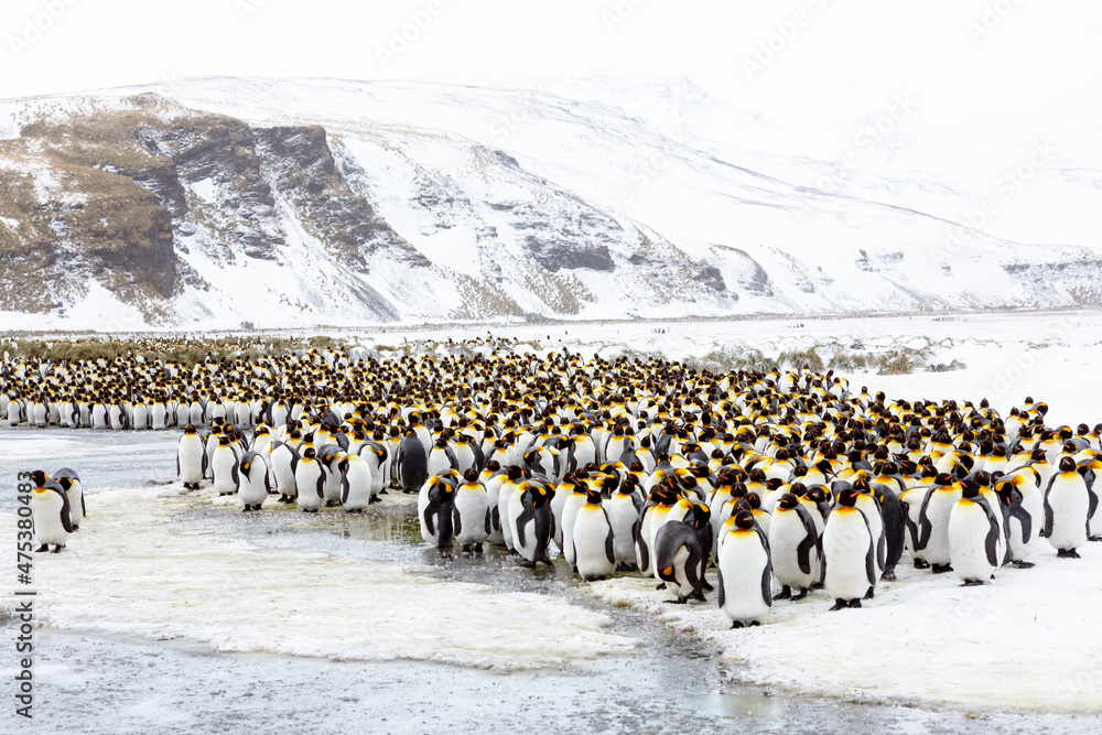 Wall mural southern ocean, south georgia, salisbury plain. non breeding adults congregate on the icy plains.