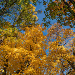 Sunshine daylight illuminates yellow tree crowns, yellow autumn foliage background