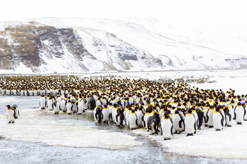 Southern Ocean, South Georgia, Salisbury Plain. Non breeding adults congregate on the icy plains.