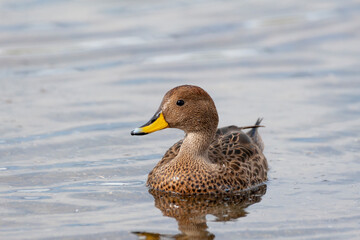 Southern Ocean, South Georgia, yellow-billed pintail. Portrait of a pintail who has been known to eat from carcasses.
