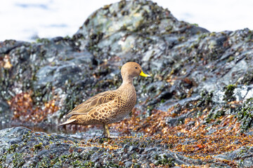 Southern Ocean, South Georgia, yellow-billed pintail. Portrait of a pintail who has been known to eat from carcasses.