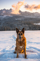 Active German Shepherd Dog Sitting in Deep Snow in Mountains