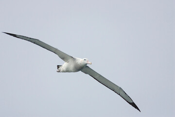 Southern Ocean, South Georgia, wandering albatross. A wandering albatross in flight showing its long thin wings.