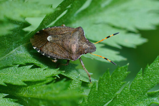Closeup of the rare Vernal shieldbug, Peribalus strictus hiding